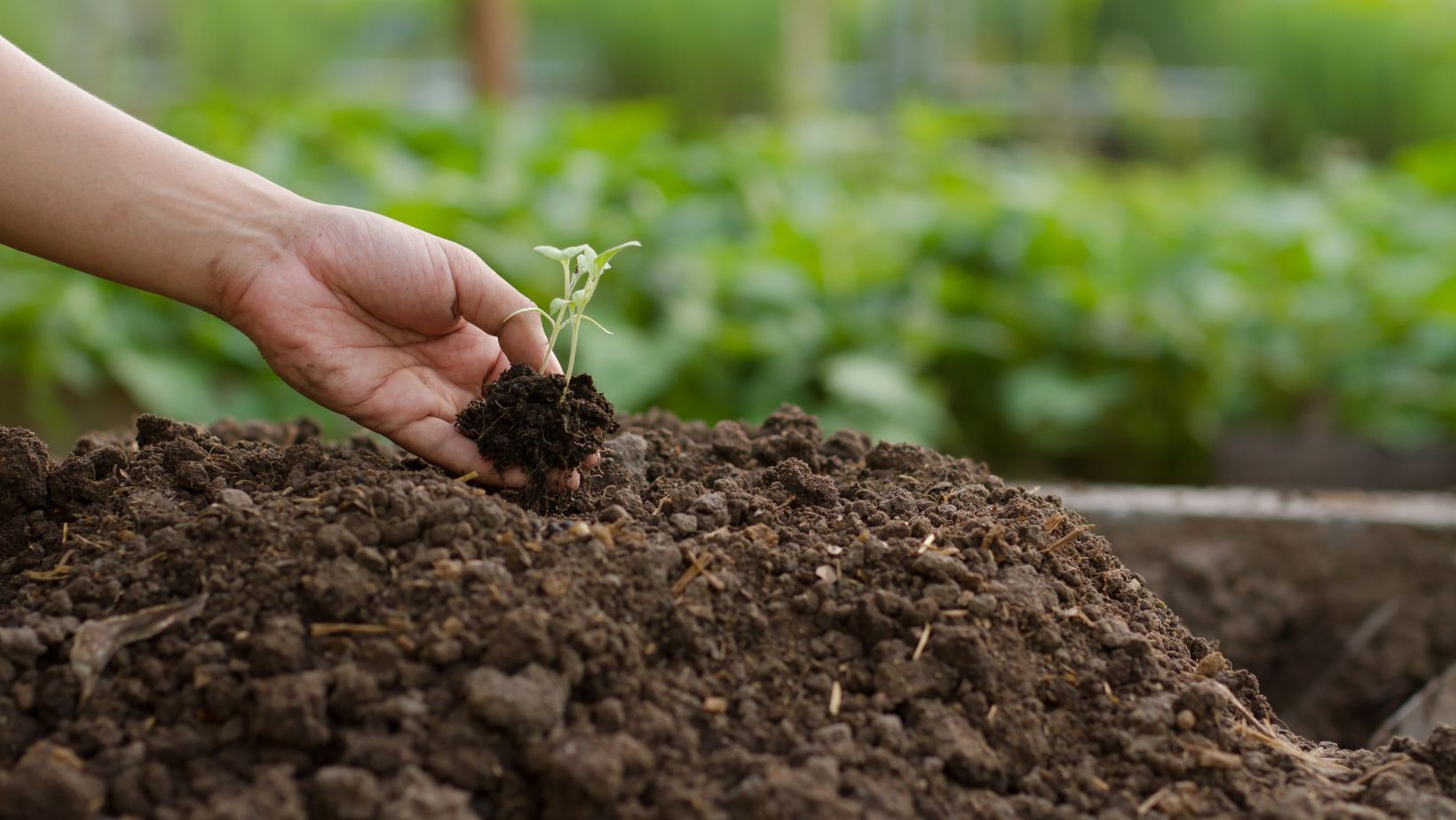 Organic Gardening For Beginners